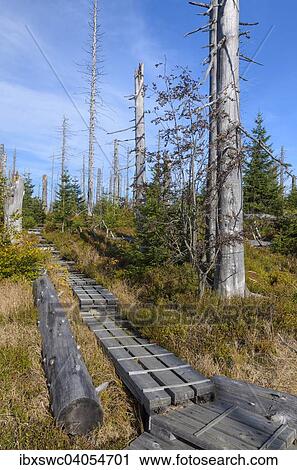Stock Image - Wandersteg fuhrt durch Wald aus jungen und abgestorbenen Baumen, Totholz, Herbstfarben, Lusen, Nationalpark Bayerischer Wald, Bayern, Deutschland, Europa. Fotosearch