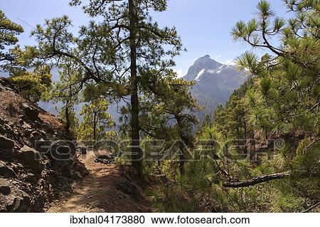 Wanderweg durch Kiefernwald, Kanarische Kiefer (Pinus canariensis), Nationalpark Caldera de Taburiente, La Palma, Kanarische Inseln, Spanien, Europa View Large Photo Image Stock Image - Wanderweg durch Kiefernwald, Kanarische Kiefer (Pinus canariensis), Nationalpark Caldera de Taburiente, La Palma, Kanarische Inseln, Spanien, Europa. Fotosearch