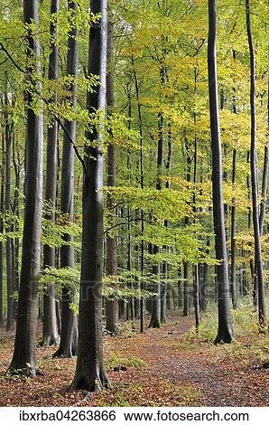 Wanderweg im Buchenwald, Rotbuchen (Fagus sylvatica) im Herbst, Nordrhein-Westfalen, Deutschland, Europa View Large Photo Image Stock Photograph - Wanderweg im Buchenwald, Rotbuchen (Fagus sylvatica) im Herbst, Nordrhein-Westfalen, Deutschland, Europa. Fotosearch