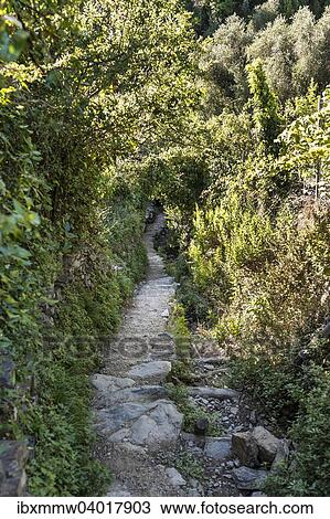 Stock Image - Wanderweg umgeben von Pflanzen, Pflanzentunnel, Cinque Terre, La Spezia, Ligurien, Italien, Europa. Fotosearch