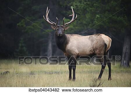 Wapitihirsch (Cervus canadensis), Banff-Nationalpark, Alberta, Kanada, Nordamerika View Large Photo Image Stock Image - Wapitihirsch (Cervus canadensis), Banff-Nationalpark, Alberta, Kanada, Nordamerika. Fotosearch
