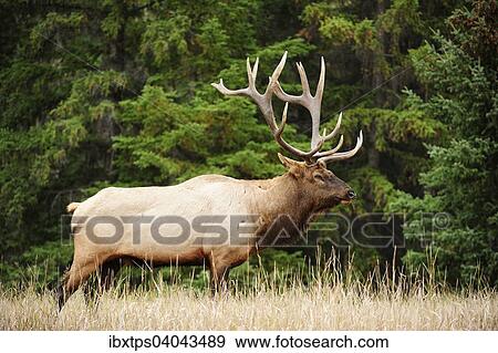 Wapitihirsch (Cervus canadensis) schreitet durch das Gras, Jasper-Nationalpark, Alberta, Kanada, Nordamerika View Large Photo Image Stock Photo - Wapitihirsch (Cervus canadensis) schreitet durch das Gras, Jasper-Nationalpark, Alberta, Kanada, Nordamerika. Fotosearch