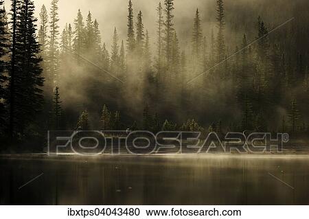 Stock Image - Wapitihirsche (Cervus canadensis) am Ufer des nebligen Bow Rivers, Banff-Nationalpark, Alberta, Kanada, Nordamerika. Fotosearch