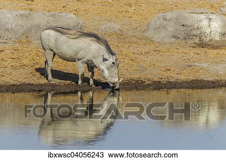 Stock Image - Warzenschwein (Phacochoerus africanus) beim Trinken am Wasserloch, Etosha-Nationalpark, Namibia, Afrika. Fotosearch