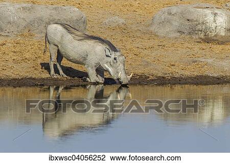 Warzenschwein (Phacochoerus africanus) beim Trinken am Wasserloch, Etosha-Nationalpark, Namibia, Afrika View Large Photo Image Stock Image - Warzenschwein (Phacochoerus africanus) beim Trinken am Wasserloch, Etosha-Nationalpark, Namibia, Afrika. Fotosearch