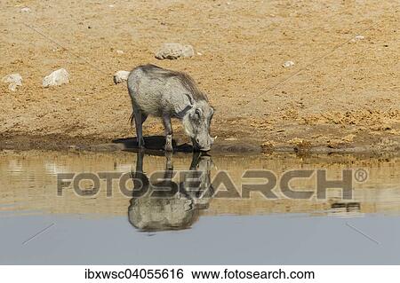 Warzenschwein (Phacochoerus africanus) beim Trinken, Etosha-Nationalpark, Namibia, Afrika View Large Photo Image Stock Photograph - Warzenschwein (Phacochoerus africanus) beim Trinken, Etosha-Nationalpark, Namibia, Afrika. Fotosearch