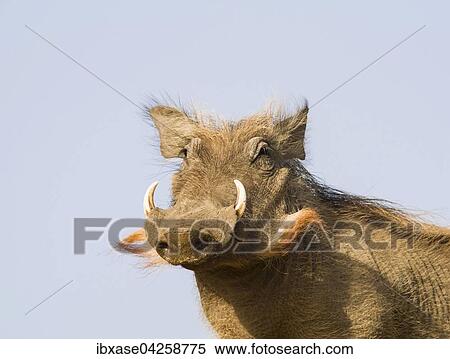 Warzenschwein (Phacochoerus africanus), Djoudj-Nationalpark, Senegal, Afrika View Large Photo Image Stock Photography - Warzenschwein (Phacochoerus africanus), Djoudj-Nationalpark, Senegal, Afrika. Fotosearch