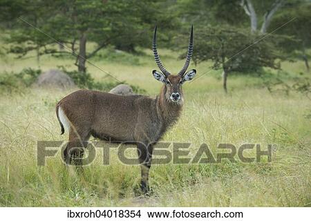 Wasserbock (Kobus ellipsiprymnus), Lake-Mburo-Nationalpark, Uganda, Afrika View Large Photo Image Picture - Wasserbock (Kobus ellipsiprymnus), Lake-Mburo-Nationalpark, Uganda, Afrika. Fotosearch