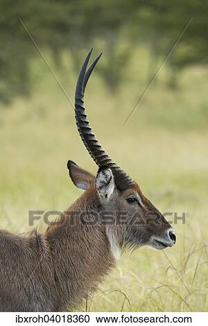 Wasserbock (Kobus ellipsiprymnus), Lake-Mburo-Nationalpark, Uganda, Afrika View Large Photo Image Stock Image - Wasserbock (Kobus ellipsiprymnus), Lake-Mburo-Nationalpark, Uganda, Afrika. Fotosearch