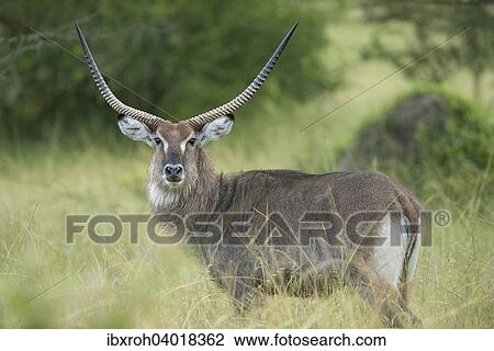 Stock Image - Wasserbock (Kobus ellipsiprymnus), Lake-Mburo-Nationalpark, Uganda, Afrika. Fotosearch