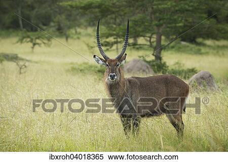 Stock Photography - Wasserbock (Kobus ellipsiprymnus), Lake-Mburo-Nationalpark, Uganda, Afrika. Fotosearch