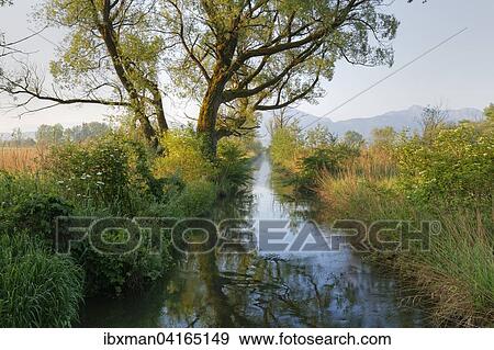 Wassergraben am Chiemsee, Naturschutzgebiet Mundung der Tiroler Achen, Grabenstatt, Chiemgau, Oberbayern, Bayern, Deutschland, Europa View Large Photo Image Stock Photo - Wassergraben am Chiemsee, Naturschutzgebiet Mundung der Tiroler Achen, Grabenstatt, Chiemgau, Oberbayern, Bayern, Deutschland, Europa. Fotosearch