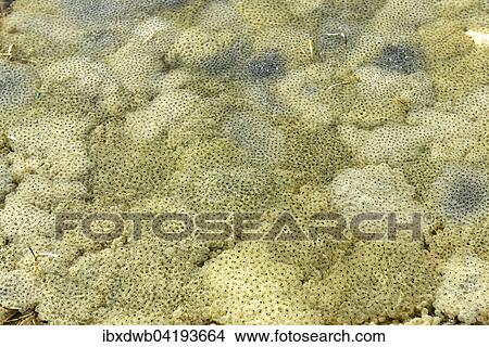 Wasserlache voller Froschlaich, Froscheier, Oberbayern, Bayern, Deutschland, Europa View Large Photo Image Picture - Wasserlache voller Froschlaich, Froscheier, Oberbayern, Bayern, Deutschland, Europa. Fotosearch