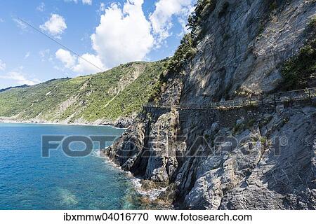 Stock Image - Weg an Steilkuste, Via dell'Amore, Weg der Liebe, Cinque Terre, Ligurien, Italien, Europa. Fotosearch