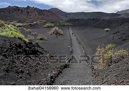 Weg durch die Vulkanlandschaft mit typischer Vegetation, hinten der Vulkan de Teneguia, bei Fuencaliente, La Palma, Kanarische Inseln, Spanien, Europa View Large Photo Image Stock Image - Weg durch die Vulkanlandschaft mit typischer Vegetation, hinten der Vulkan de Teneguia, bei Fuencaliente, La Palma, Kanarische Inseln, Spanien, Europa. Fotosearch