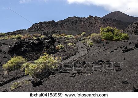 Weg durch die Vulkanlandschaft mit typischer Vegetation, hinten rechts der Vulkan de Teneguia, bei Fuencaliente, La Palma, Kanarische Inseln, Spanien, Europa View Large Photo Image Stock Photo - Weg durch die Vulkanlandschaft mit typischer Vegetation, hinten rechts der Vulkan de Teneguia, bei Fuencaliente, La Palma, Kanarische Inseln, Spanien, Europa. Fotosearch