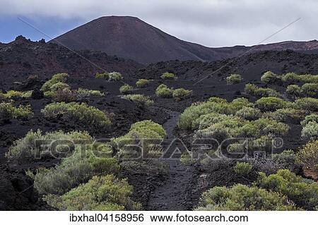 Weg durch die Vulkanlandschaft mit typischer Vegetation, hinten der Vulkan de Teneguia, bei Fuencaliente, La Palma, Kanarische Inseln, Spanien, Europa View Large Photo Image Stock Photograph - Weg durch die Vulkanlandschaft mit typischer Vegetation, hinten der Vulkan de Teneguia, bei Fuencaliente, La Palma, Kanarische Inseln, Spanien, Europa. Fotosearch
