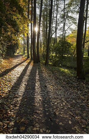 Weg im Herbstwald, Sonnenstrahlen zwischen Baumen, Rombergpark, Dortmund, Nordrhein-Westfalen, Deutschland, Europa View Large Photo Image Picture - Weg im Herbstwald, Sonnenstrahlen zwischen Baumen, Rombergpark, Dortmund, Nordrhein-Westfalen, Deutschland, Europa. Fotosearch