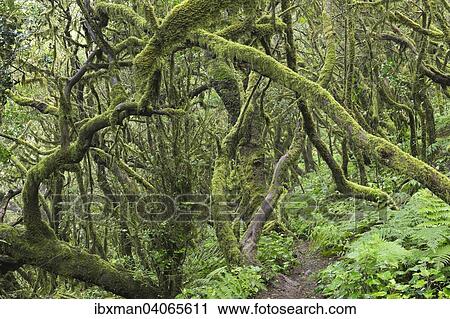 Weg im Nebelwald, Lorbeerwald, Nationalpark Garajonay, La Gomera, Kanarische Inseln, Spanien, Europa View Large Photo Image Stock Image - Weg im Nebelwald, Lorbeerwald, Nationalpark Garajonay, La Gomera, Kanarische Inseln, Spanien, Europa. Fotosearch