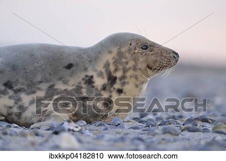 Weibliche Kegelrobbe (Halichoerus grypus) am Strand von Helgoland, Schleswig-Holstein, Deutschland, Europa View Large Photo Image Stock Image - Weibliche Kegelrobbe (Halichoerus grypus) am Strand von Helgoland, Schleswig-Holstein, Deutschland, Europa. Fotosearch