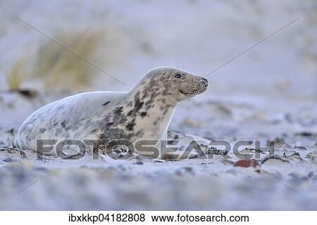 Weibliche Kegelrobbe (Halichoerus grypus) am Strand von Helgoland, Schleswig-Holstein, Deutschland, Europa View Large Photo Image Stock Photo - Weibliche Kegelrobbe (Halichoerus grypus) am Strand von Helgoland, Schleswig-Holstein, Deutschland, Europa. Fotosearch