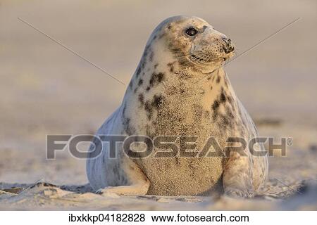 Weibliche Kegelrobbe (Halichoerus grypus) am Strand von Helgoland, Schleswig-Holstein, Deutschland, Europa View Large Photo Image Stock Photo - Weibliche Kegelrobbe (Halichoerus grypus) am Strand von Helgoland, Schleswig-Holstein, Deutschland, Europa. Fotosearch