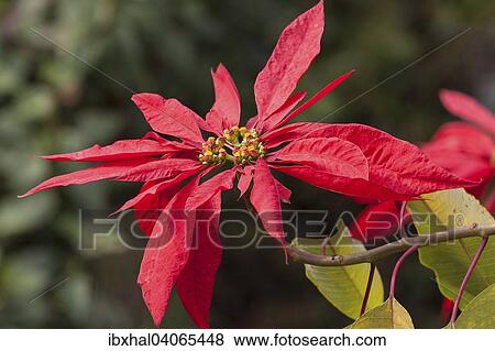 Stock Photo - Weihnachtsstern (Euphorbia pulcherrima), Bandipur, Nepal, Asien. Fotosearch
