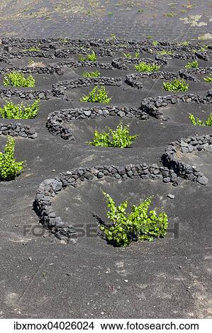 Weinanbau vor Wind geschutzt durch Lavasteinwalle in Trockenbaumethode auf Lava, Vulkanlandschaft bei La Geria, Lanzarote, Kanarische Inseln, Spanien, Europa View Large Photo Image Picture - Weinanbau vor Wind geschutzt durch Lavasteinwalle in Trockenbaumethode auf Lava, Vulkanlandschaft bei La Geria, Lanzarote, Kanarische Inseln, Spanien, Europa. Fotosearch