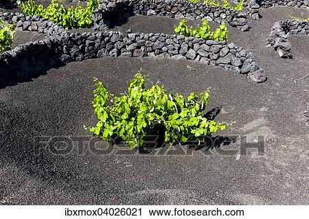 Weinanbau vor Wind geschutzt durch Lavasteinwalle in Trockenbaumethode auf Lava, Vulkanlandschaft bei La Geria, Lanzarote, Kanarische Inseln, Spanien, Europa View Large Photo Image Stock Image - Weinanbau vor Wind geschutzt durch Lavasteinwalle in Trockenbaumethode auf Lava, Vulkanlandschaft bei La Geria, Lanzarote, Kanarische Inseln, Spanien, Europa. Fotosearch
