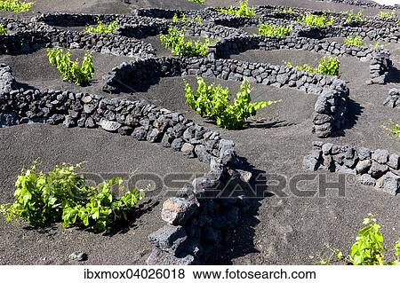 Weinanbau vor Wind geschutzt durch Lavasteinwalle in Trockenbaumethode auf Lava, Vulkanlandschaft bei La Geria, Lanzarote, Kanarische Inseln, Spanien, Europa View Large Photo Image Stock Photo - Weinanbau vor Wind geschutzt durch Lavasteinwalle in Trockenbaumethode auf Lava, Vulkanlandschaft bei La Geria, Lanzarote, Kanarische Inseln, Spanien, Europa. Fotosearch