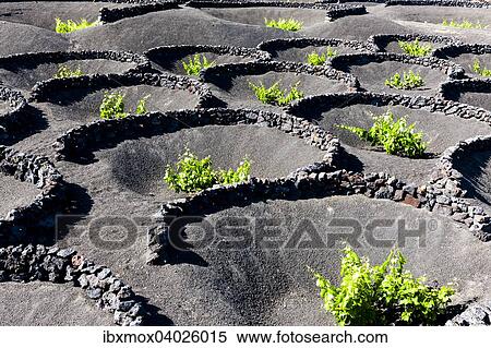 Weinanbau vor Wind geschutzt durch Lavasteinwalle in Trockenbaumethode auf Lava, Vulkanlandschaft bei La Geria, Lanzarote, Kanarische Inseln, Spanien, Europa View Large Photo Image Stock Photography - Weinanbau vor Wind geschutzt durch Lavasteinwalle in Trockenbaumethode auf Lava, Vulkanlandschaft bei La Geria, Lanzarote, Kanarische Inseln, Spanien, Europa. Fotosearch