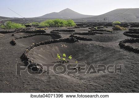 Weinanbaugebiet, La Geria, Lanzarote, Kanarische Inseln, Spanien, Europa View Large Photo Image Stock Photograph - Weinanbaugebiet, La Geria, Lanzarote, Kanarische Inseln, Spanien, Europa. Fotosearch