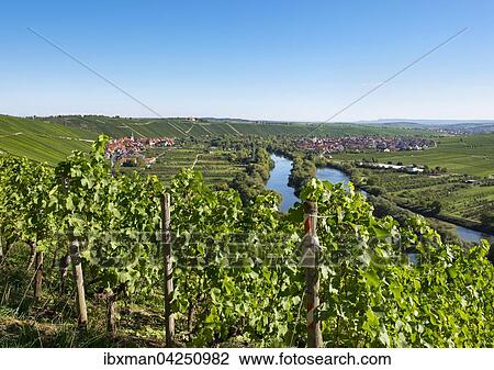 Stock Image - Weinberg am Main bei Kohler, links Escherndorf und rechts Nordheim am Main, Mainfranken, Unterfranken, Franken, Bayern, Deutschland, Europa. Fotosearch