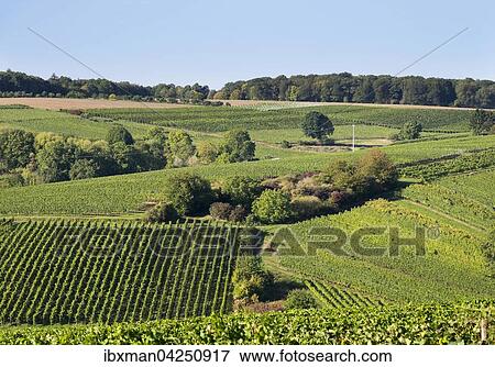 Weinberge bei Escherndorf, Gemeinde Volkach, Mainfranken, Unterfranken, Franken, Bayern, Deutschland, Europa View Large Photo Image Stock Photo - Weinberge bei Escherndorf, Gemeinde Volkach, Mainfranken, Unterfranken, Franken, Bayern, Deutschland, Europa. Fotosearch