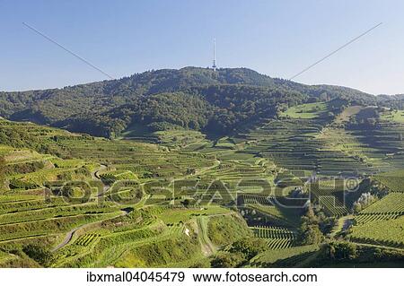 Stock Photo - Weinberge, bei Oberbergen, Kaiserstuhl, Schwarzwald, Baden-Wurttemberg, Deutschland, Europa. Fotosearch