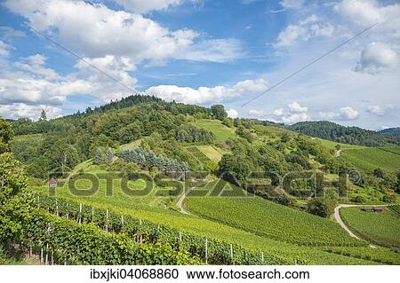 Stock Image - Weinberglandschaft, Gengenbach, Schwarzwald, Baden-Wurttemberg, Deutschland, Europa. Fotosearch
