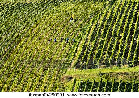 Weinlese in Weinberg bei Escherndorf, Gemeinde Volkach, Mainfranken, Unterfranken, Franken, Bayern, Deutschland, Europa View Large Photo Image Stock Image - Weinlese in Weinberg bei Escherndorf, Gemeinde Volkach, Mainfranken, Unterfranken, Franken, Bayern, Deutschland, Europa. Fotosearch