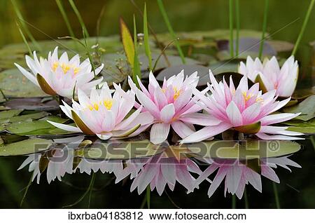 Weiss-rosa Seerosen (Nymphaea sp. ), spiegeln sich im Wasser, Nordrhein-Westfalen, Deutschland, Europa View Large Photo Image Stock Image - Weiss-rosa Seerosen (Nymphaea sp. ), spiegeln sich im Wasser, Nordrhein-Westfalen, Deutschland, Europa. Fotosearch