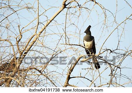 Stock Photo - Weissbauch-Larmvogel (Corythaixoides leucogaster), in kahlem Baum sitzend, Samburu Nationalreservat, Kenia, Afrika. Fotosearch
