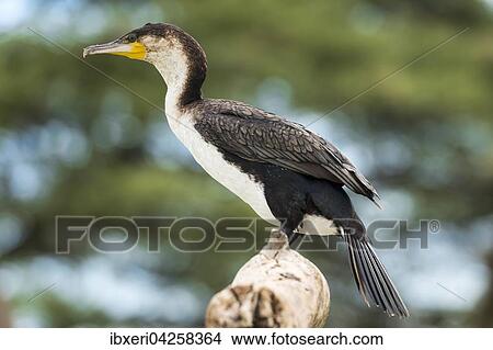 Weissbrustkormoran (Phalacrocorax lucidus), Lake Baringo, Kenia, Afrika View Large Photo Image Picture - Weissbrustkormoran (Phalacrocorax lucidus), Lake Baringo, Kenia, Afrika. Fotosearch