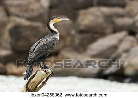 Weissbrustkormoran (Phalacrocorax lucidus), Lake Baringo, Kenia, Afrika View Large Photo Image Stock Image - Weissbrustkormoran (Phalacrocorax lucidus), Lake Baringo, Kenia, Afrika. Fotosearch