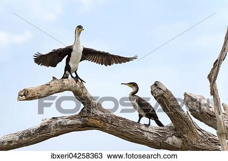Weissbrustkormoran (Phalacrocorax lucidus) auf trockenem Baum, Lake Baringo, Kenia, Afrika View Large Photo Image Stock Image - Weissbrustkormoran (Phalacrocorax lucidus) auf trockenem Baum, Lake Baringo, Kenia, Afrika. Fotosearch