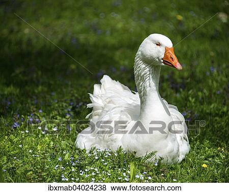 Stock Photo - Weisse Hausgans (Anser anser formes domestica) auf Wiese. Fotosearch