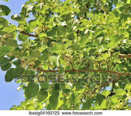 Weisse Maulbeere (Morus alba), Ast mit reifen Fruchten, Istrien, Kroatien, Europa View Large Photo Image Stock Image - Weisse Maulbeere (Morus alba), Ast mit reifen Fruchten, Istrien, Kroatien, Europa. Fotosearch