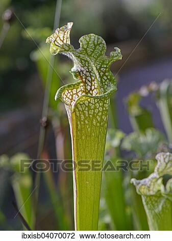 Stock Image - Weisse Schlauchpflanze (Sarracenia leucophylla), Nordamerika. Fotosearch