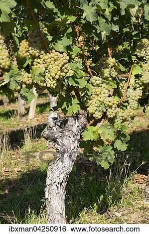 Weisse Weintrauben an Weinrebe, Volkach, Mainfranken, Unterfranken, Franken, Bayern, Deutschland, Europa View Large Photo Image Stock Photograph - Weisse Weintrauben an Weinrebe, Volkach, Mainfranken, Unterfranken, Franken, Bayern, Deutschland, Europa. Fotosearch