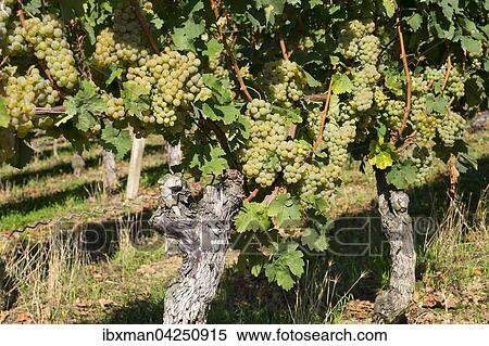 Weisse Weintrauben an Weinrebe, Volkach, Mainfranken, Unterfranken, Franken, Bayern, Deutschland, Europa View Large Photo Image Stock Photography - Weisse Weintrauben an Weinrebe, Volkach, Mainfranken, Unterfranken, Franken, Bayern, Deutschland, Europa. Fotosearch