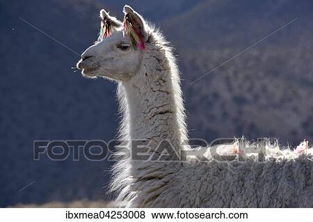 Weisses Lama (Lama glama), Portrait, Altiplano, Bolivien, Sudamerika View Large Photo Image Stock Photo - Weisses Lama (Lama glama), Portrait, Altiplano, Bolivien, Sudamerika. Fotosearch