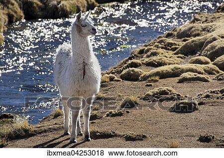 Stock Photo - Weisses Lama (Lama glama) vor einem Bach, Altiplano, Bolivien, Sudamerika. Fotosearch