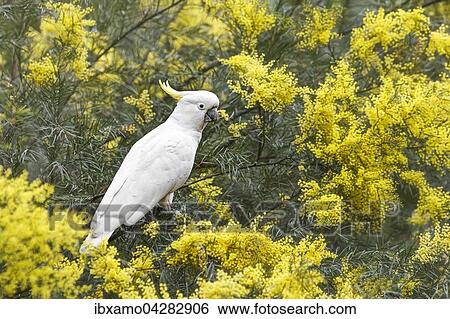 Weisshaubenkakadu (Cacatua alba) sitzt in Baum, gelbe Bluten, Brisbane, Queensland, Australien,, Ozeanien View Large Photo Image Stock Photograph - Weisshaubenkakadu (Cacatua alba) sitzt in Baum, gelbe Bluten, Brisbane, Queensland, Australien,, Ozeanien. Fotosearch
